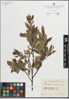 Foto von Salix glauca L. x Salix phylicifolia L.